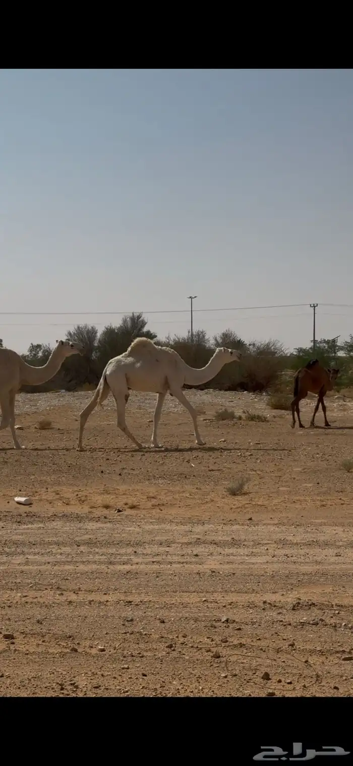 بكره ضروبه طيبه وضحى 4