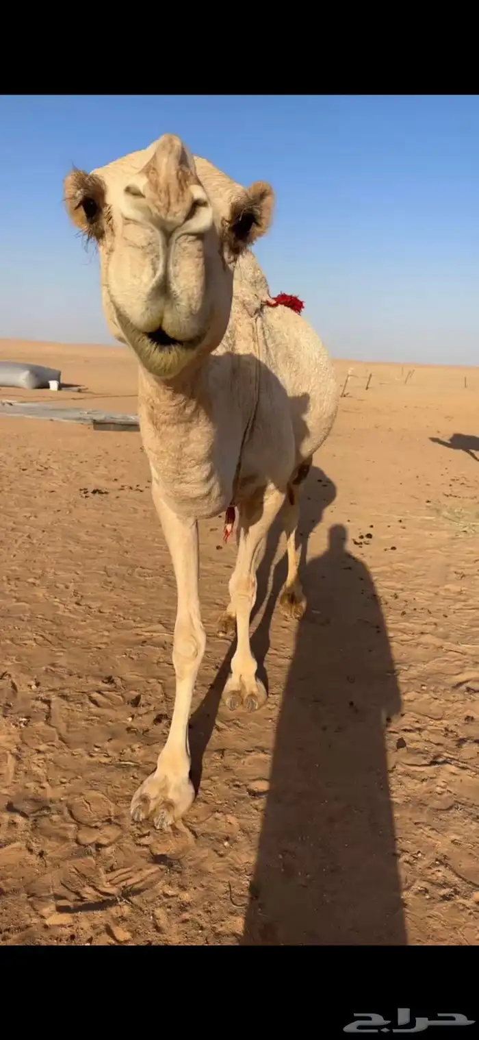ناقه عشراء شقحاء كفو 1