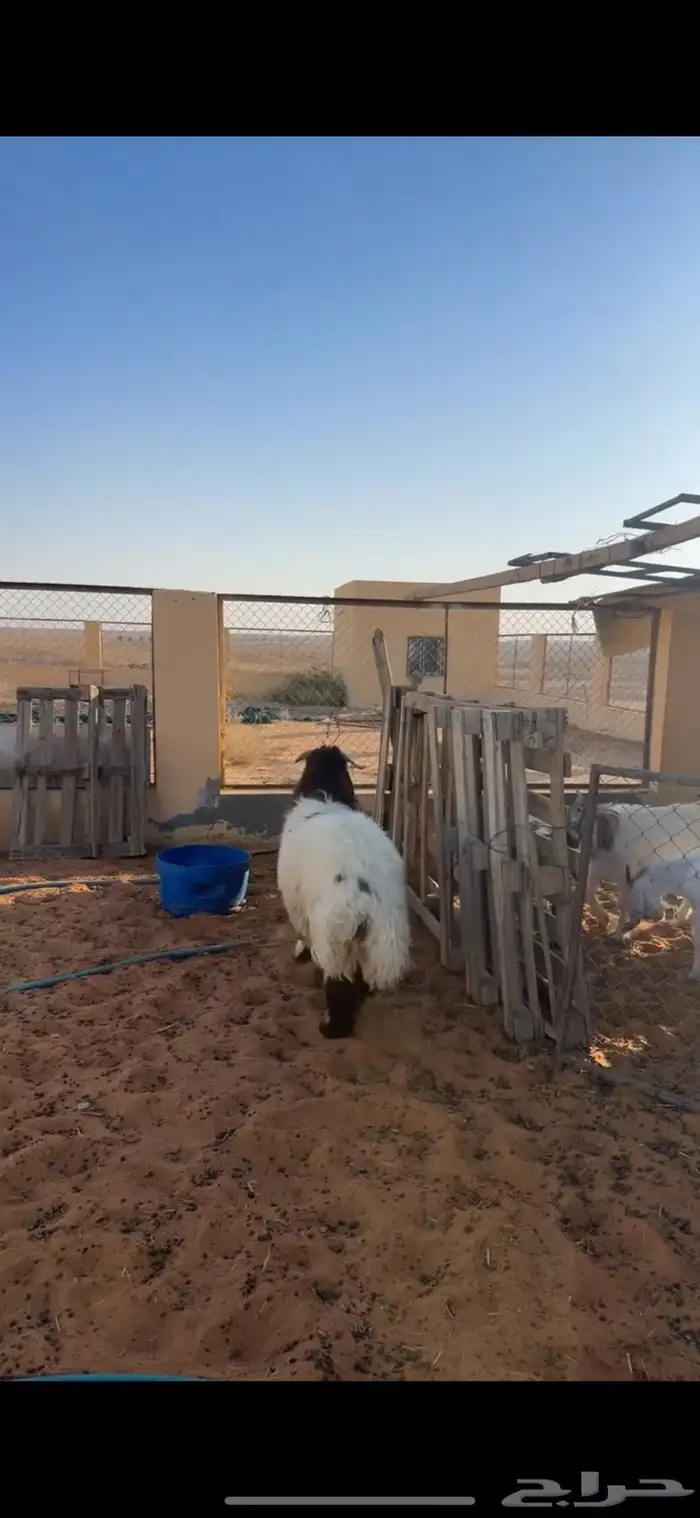 خروف نعيمي 1