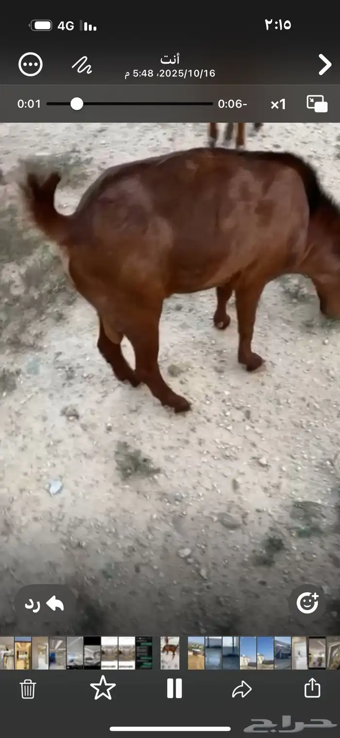 تبس فحل جذع 0