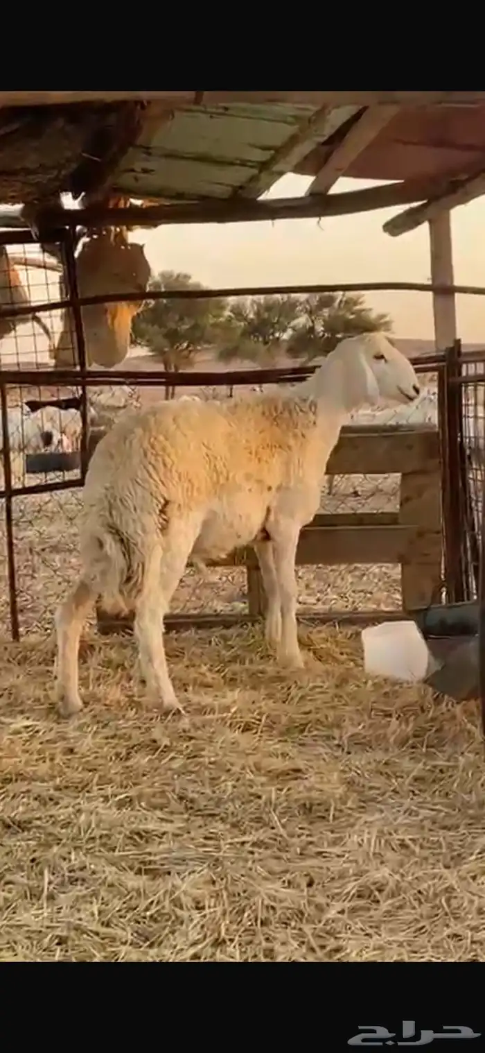 للبيع خروف حري صنف 0