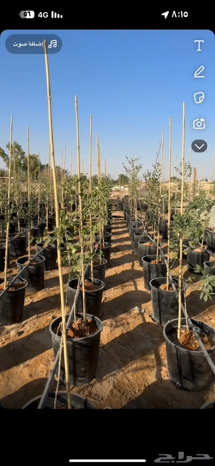 نزرع لك مزرعتك في مراكن أشجار ومزارع 1