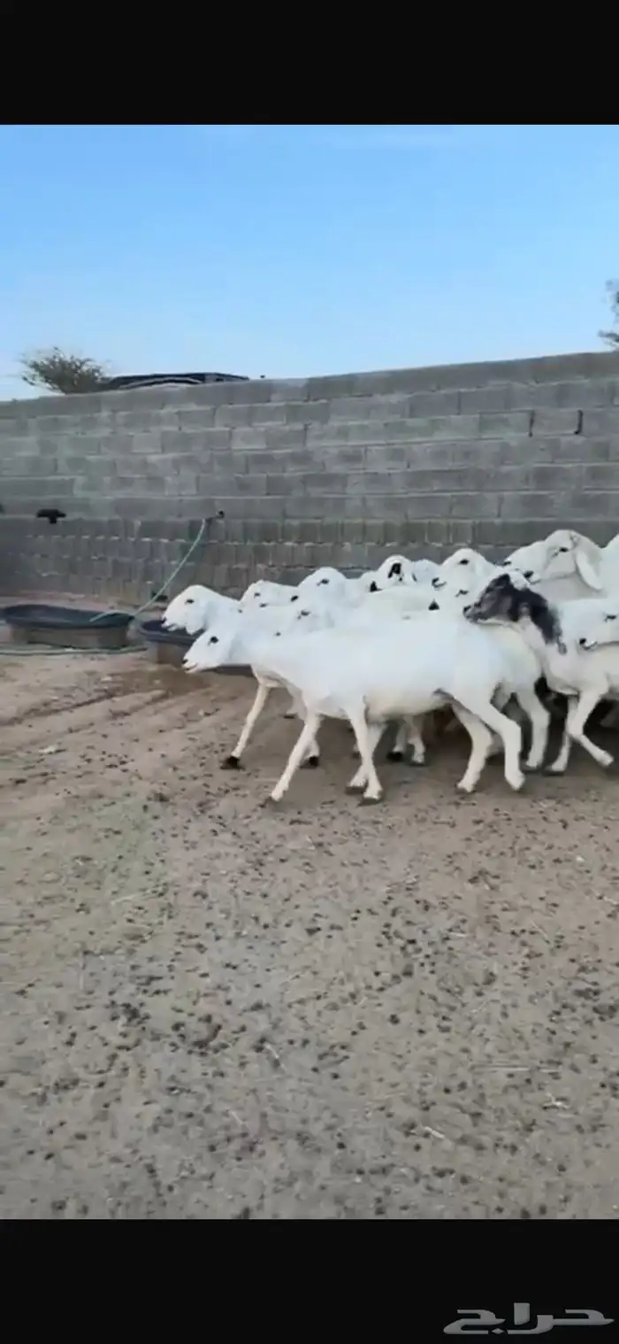 غنم 2