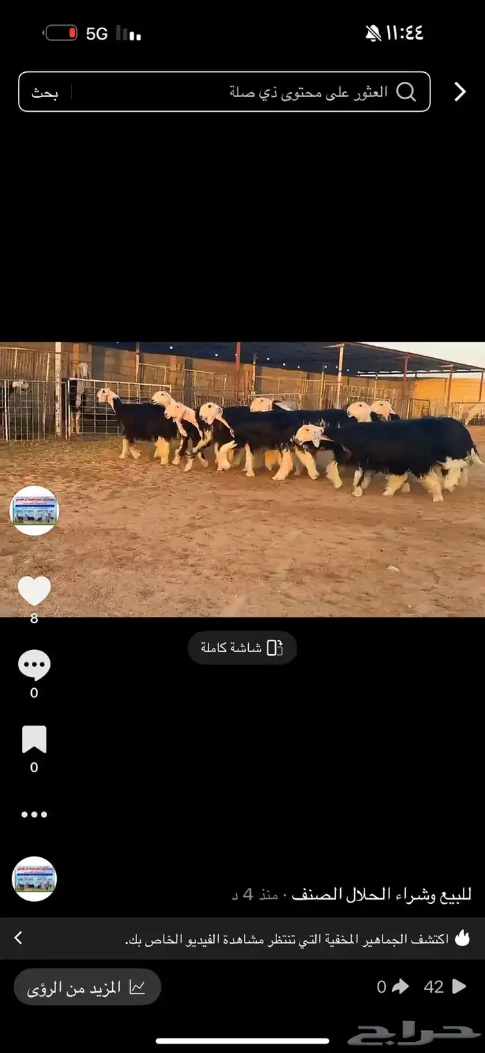 عرض بيع رخال جذعات فاخره 1