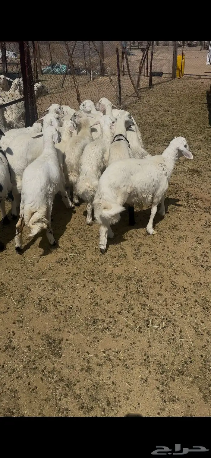غنم للبيع 0