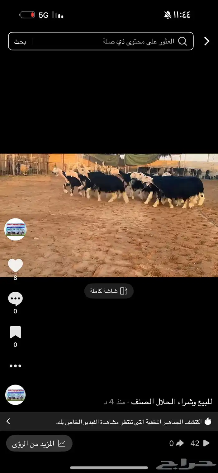 عرض بيع رخال جذعات فاخره 2