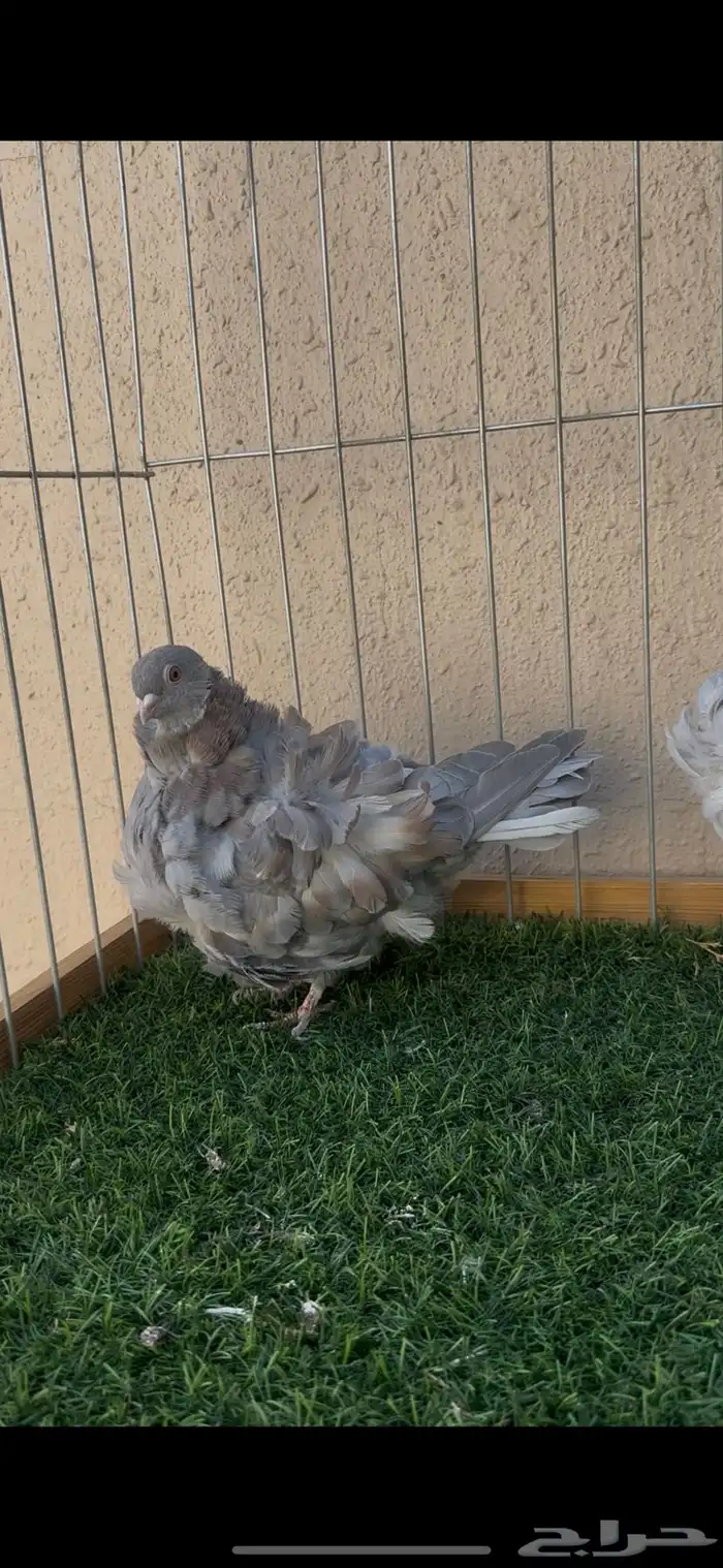 جوز كشكش ( تم البيع ) 2
