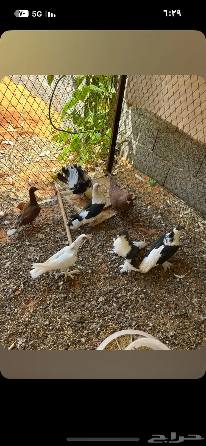 حمام زينه عدد 8 1