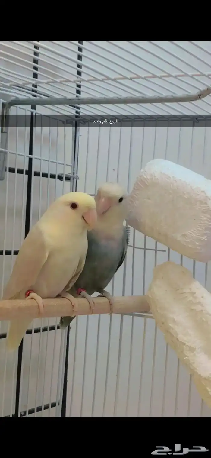 زوج برونز منتج 0