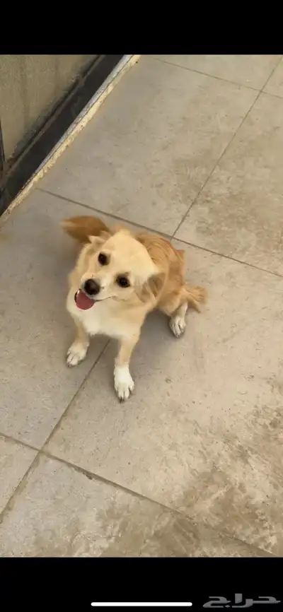 كلب الكوكوني للبيع index