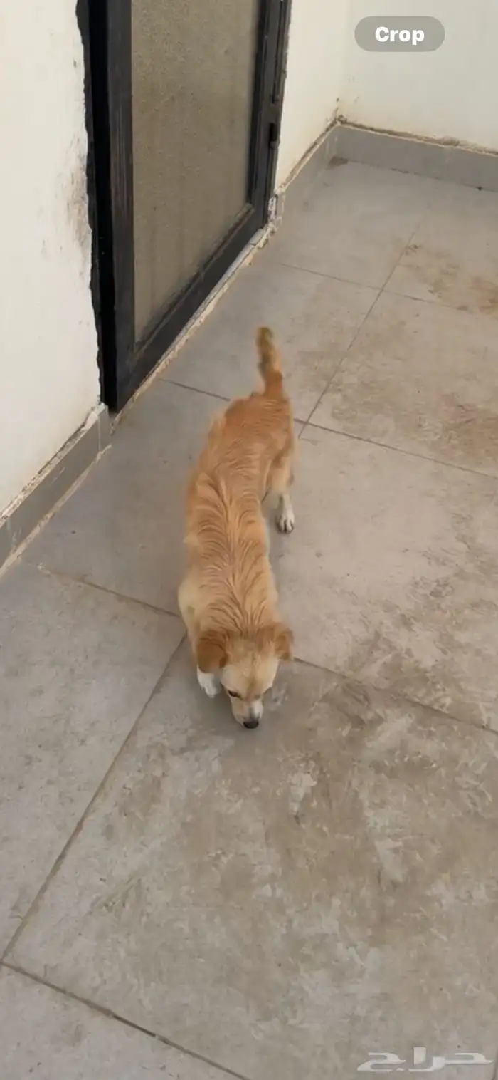 كلب الكوكوني للبيع 3