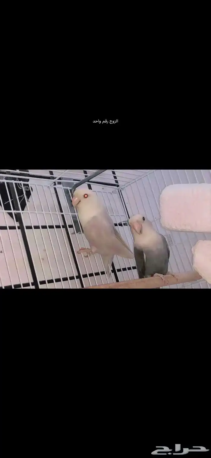 زوج برونز منتج 2