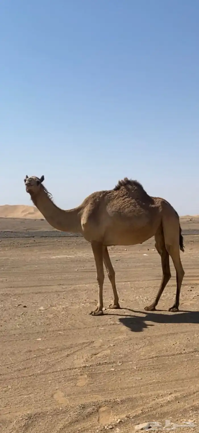 ذلول متلي 0