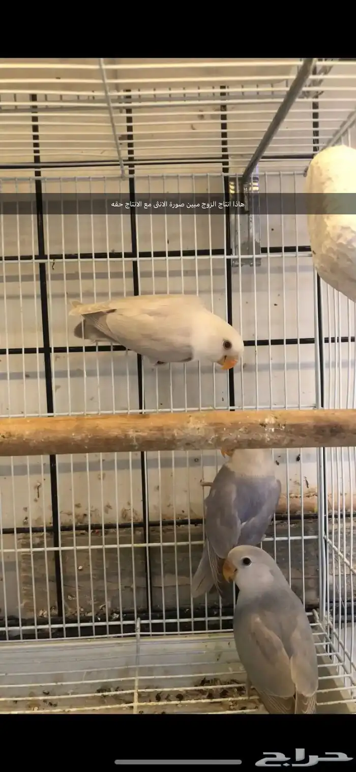 زوج برونز منتج 5