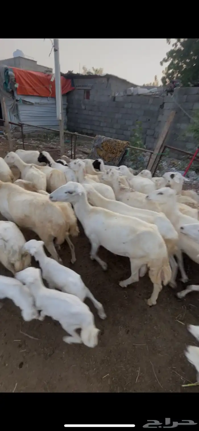 ضان مناتيج وقرايب 9