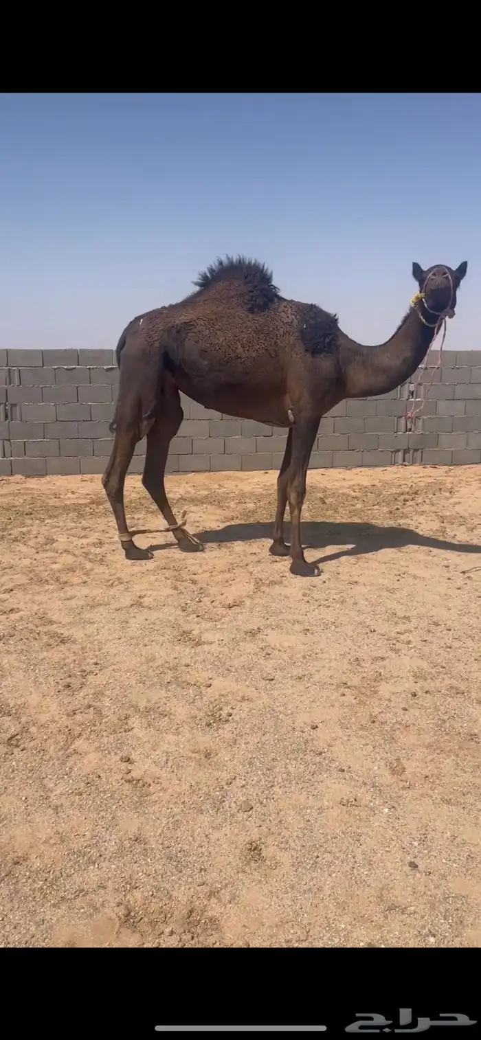 للبيع ضير مجهم سنها ثنيه 0
