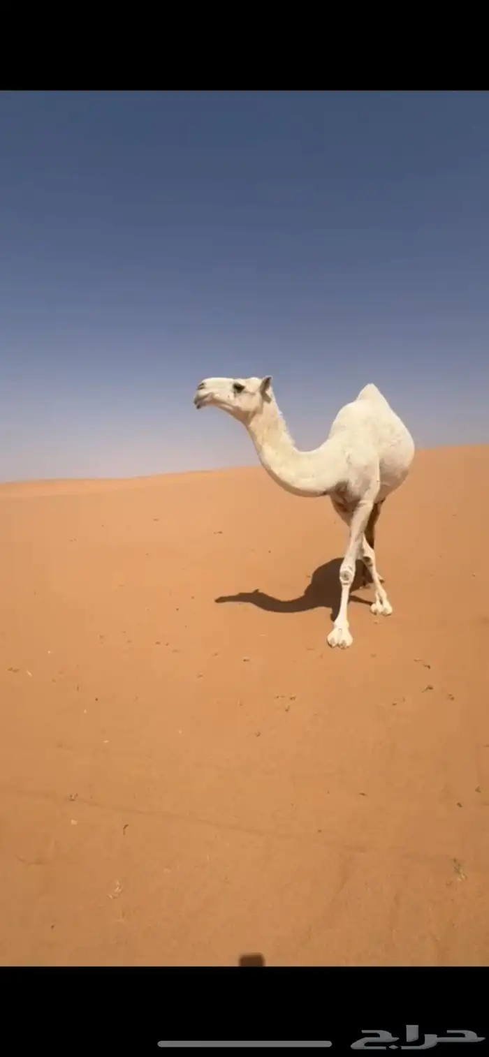 ضروبه جذعه طيبه 1
