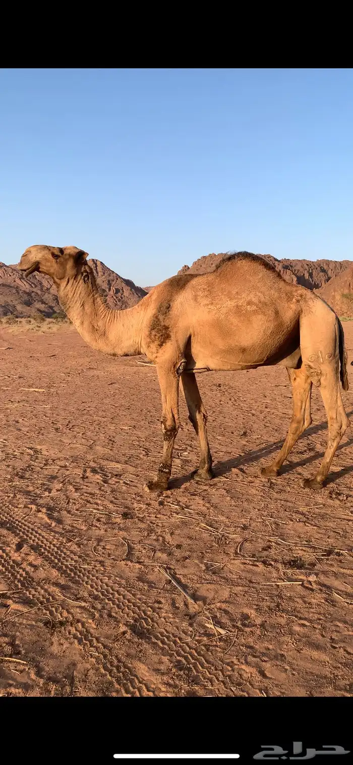 جمل بعير للبيع 1