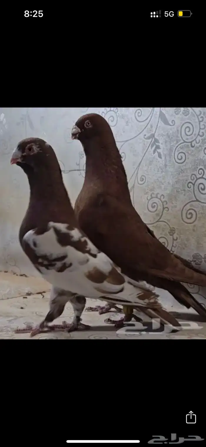 أبحث عن حمام شامي 0
