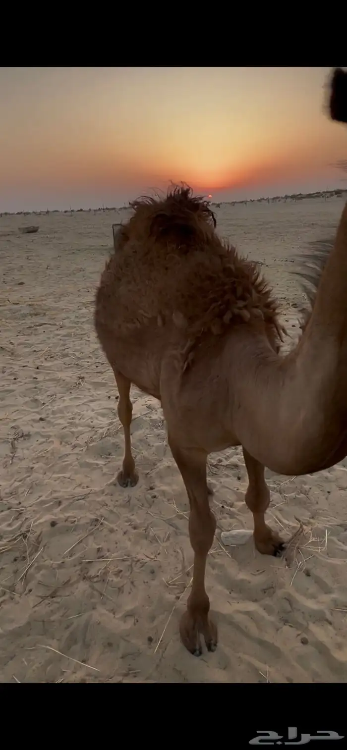 قعود سته شهور سبعه حليب امه وفل 1