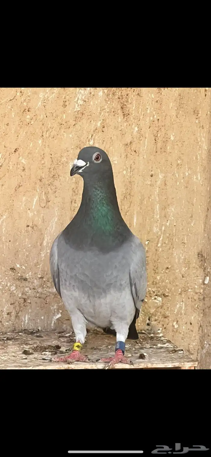 زوج زاجل سباق وذكر زاجل فردي 1