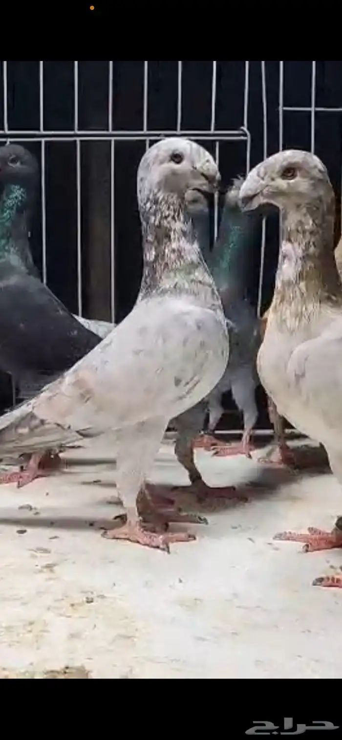 ازوج هومر كريمي وملي بارلس وبارلس تفريد او جملة 17