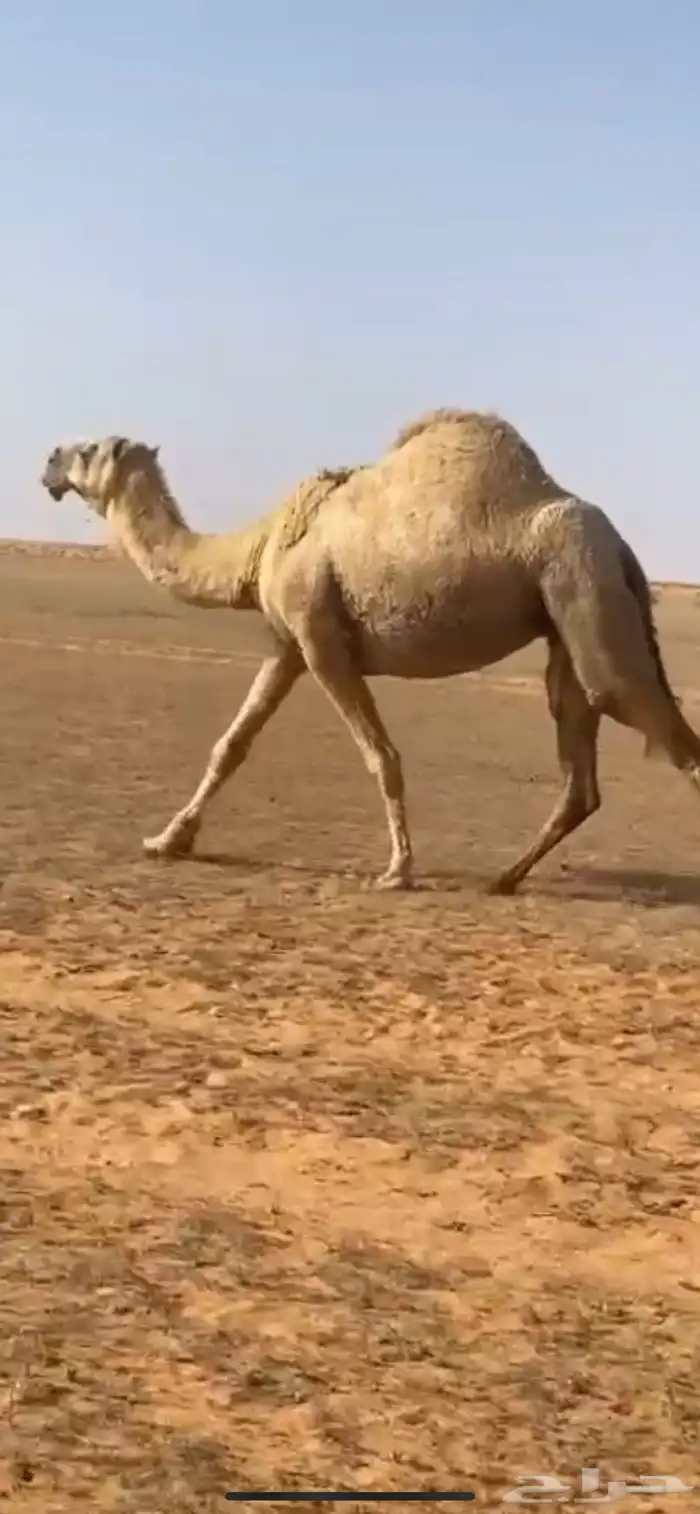 للبيع لقحه ثنو كفو 3