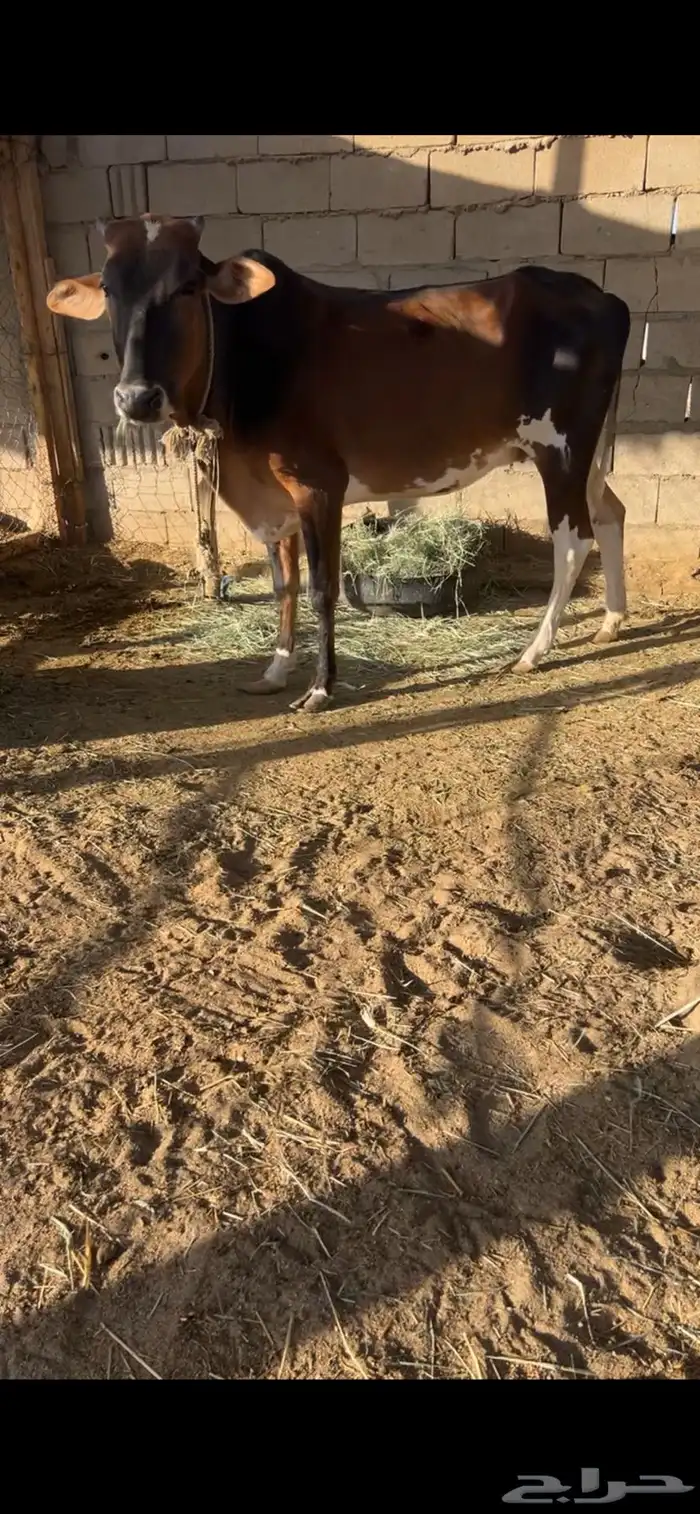 بقره بلديه   بقره بكر المانيه 1