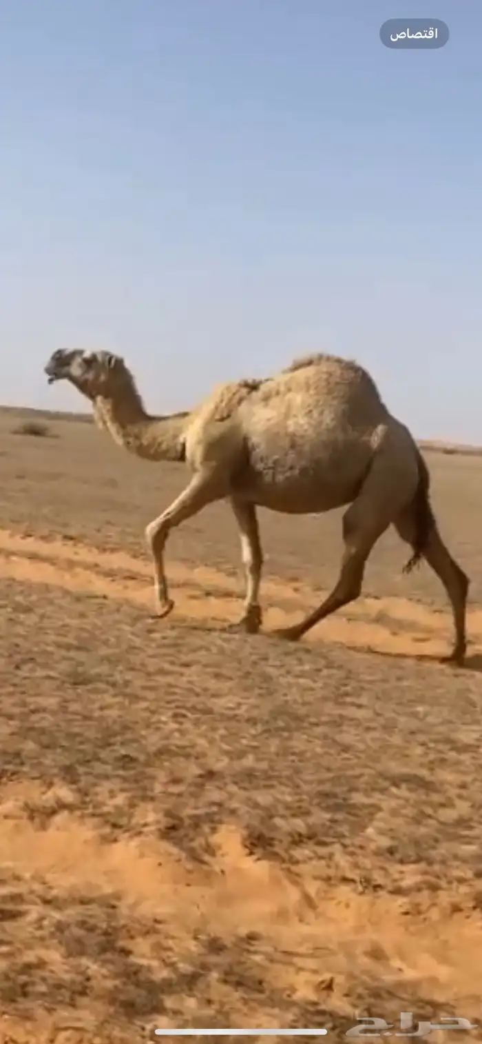 للبيع لقحه ثنو كفو 2