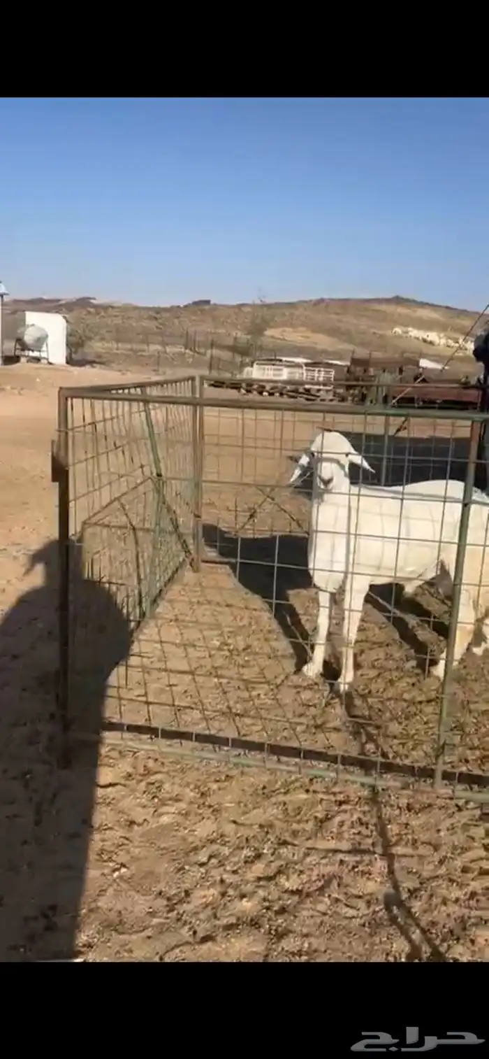 خروف فحل جذع مشروط 0