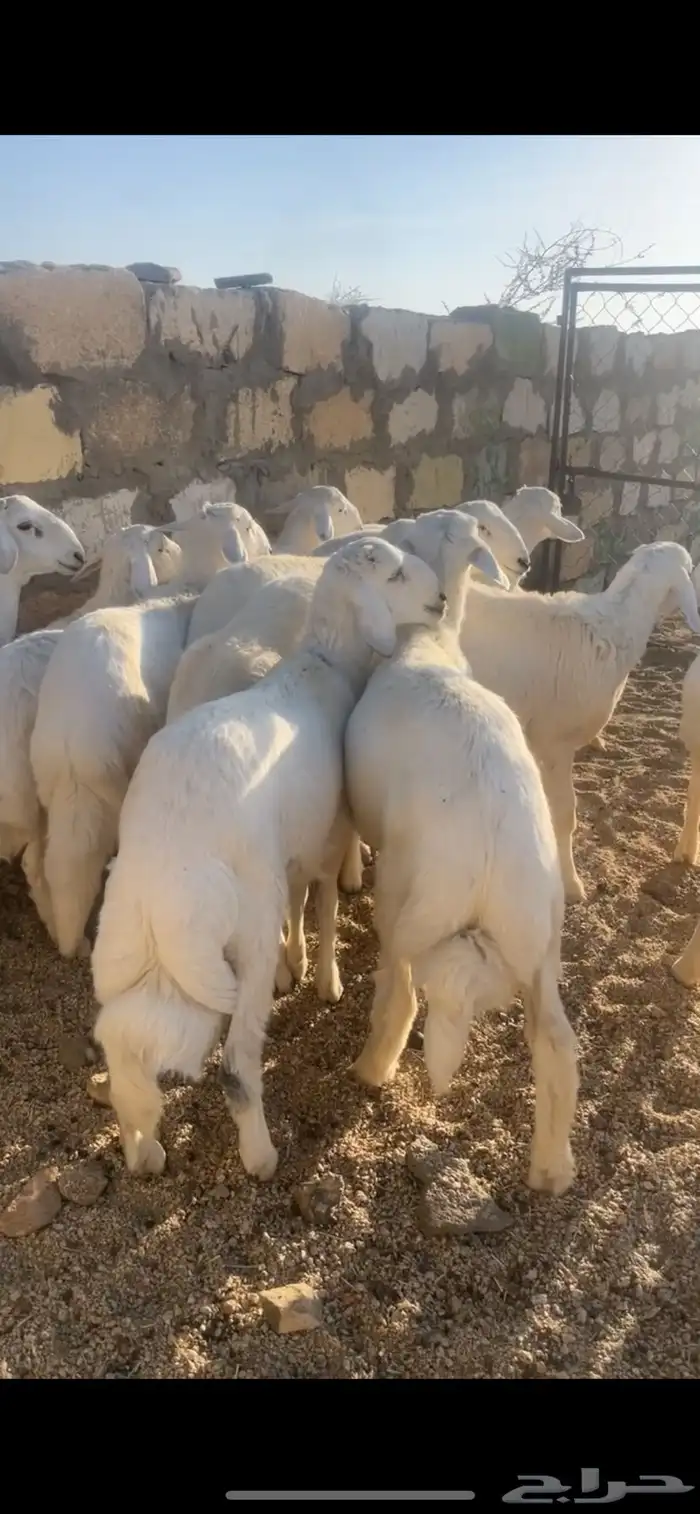 خرفان للبيع 0