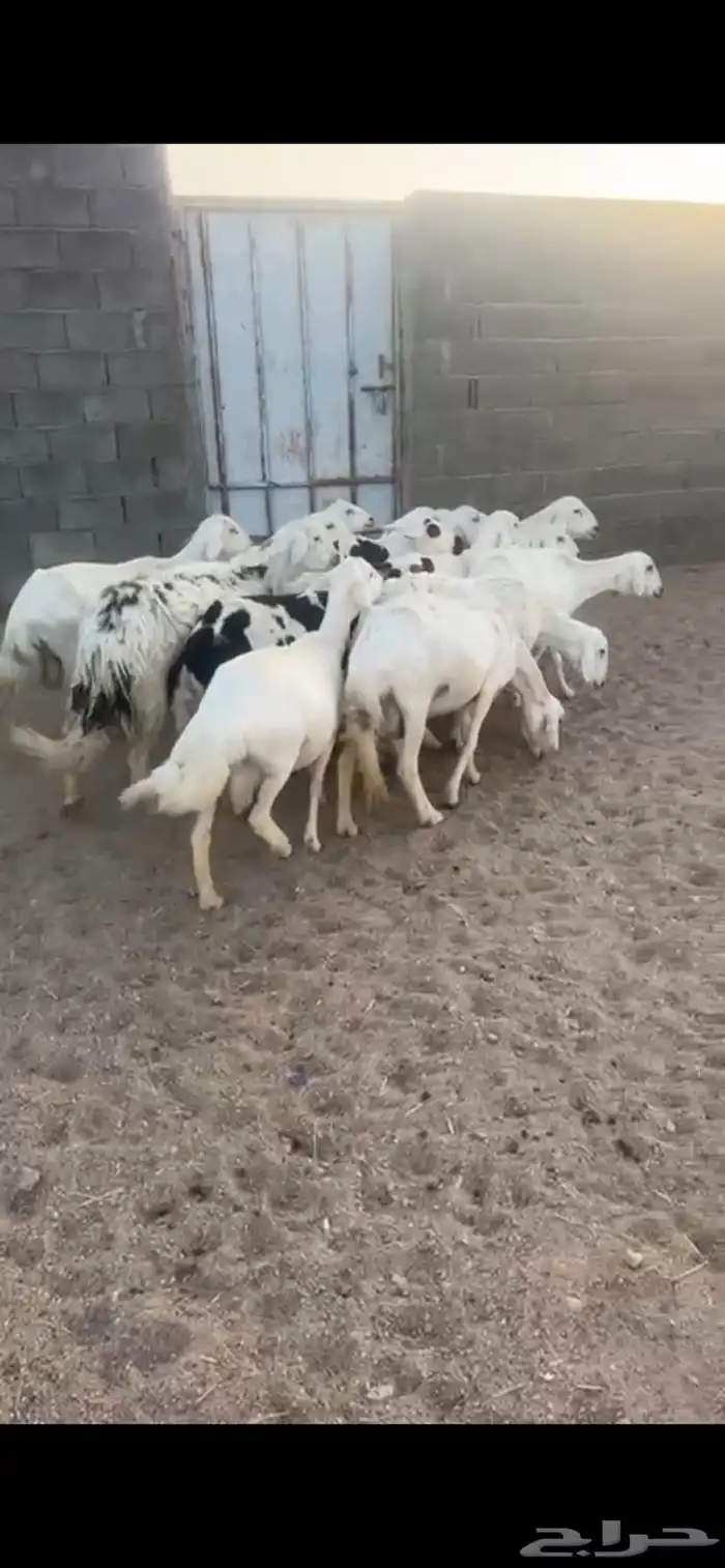 غنم ولد 5