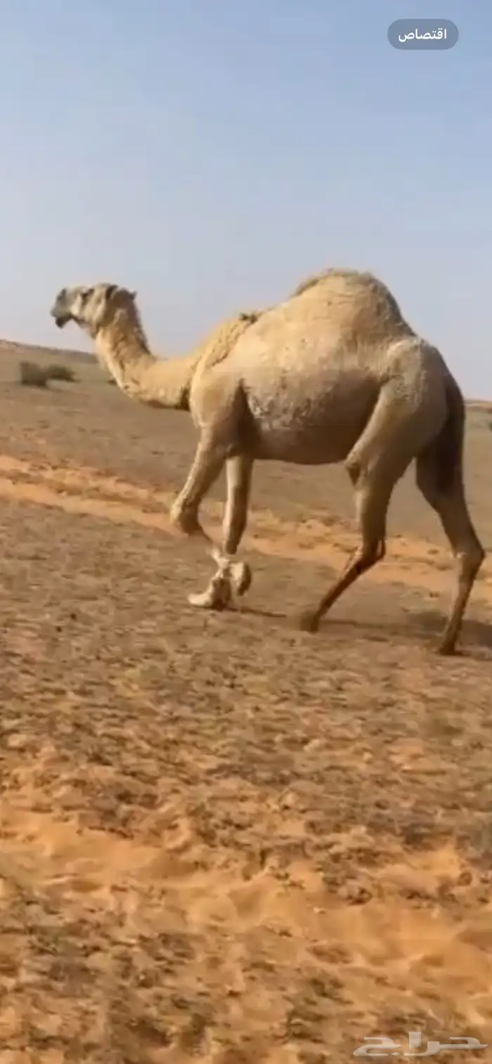 للبيع لقحه ثنو كفو 0