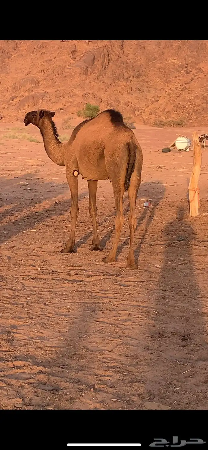 جمل بعير للبيع 3