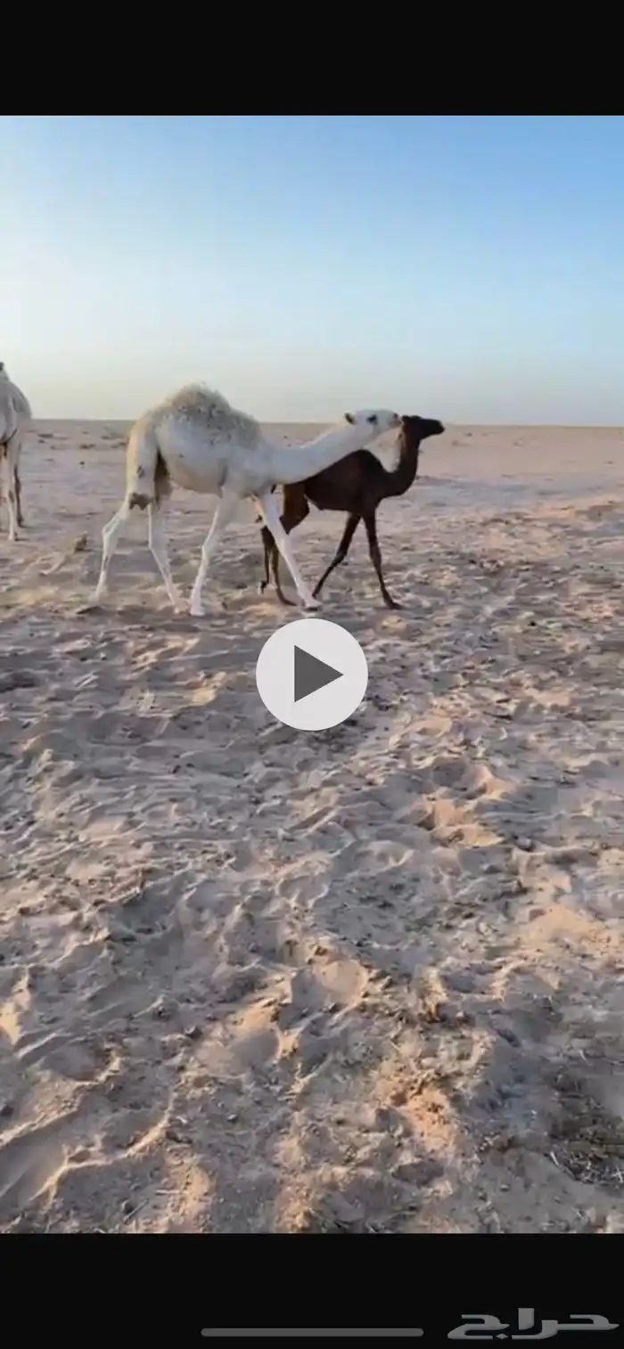 قعود 0