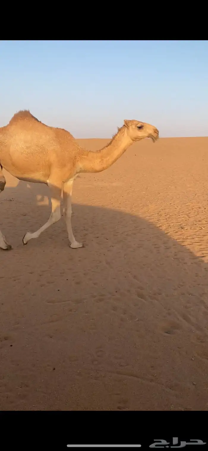 بكره شقحاء على الهدب للبيع 0