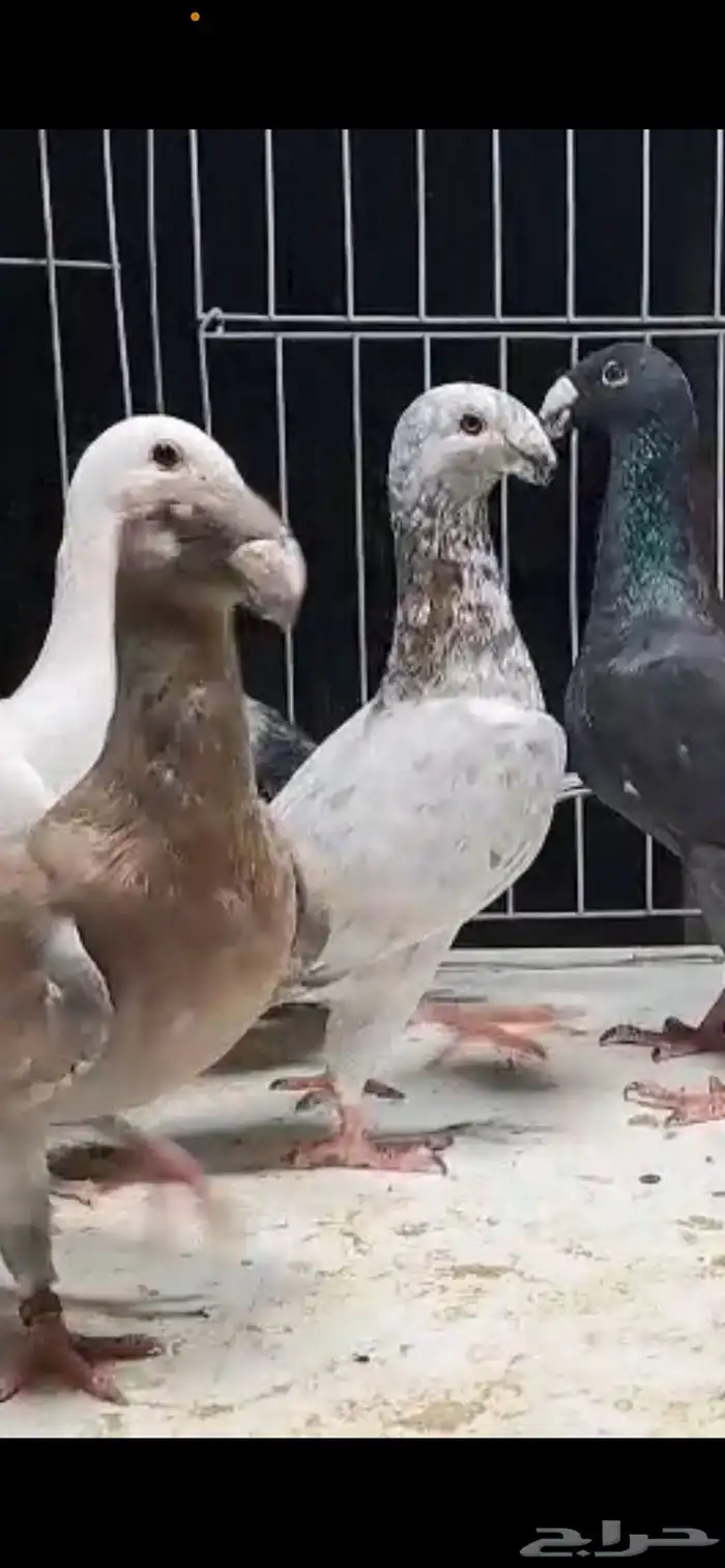 ازوج هومر كريمي وملي بارلس وبارلس تفريد او جملة 15