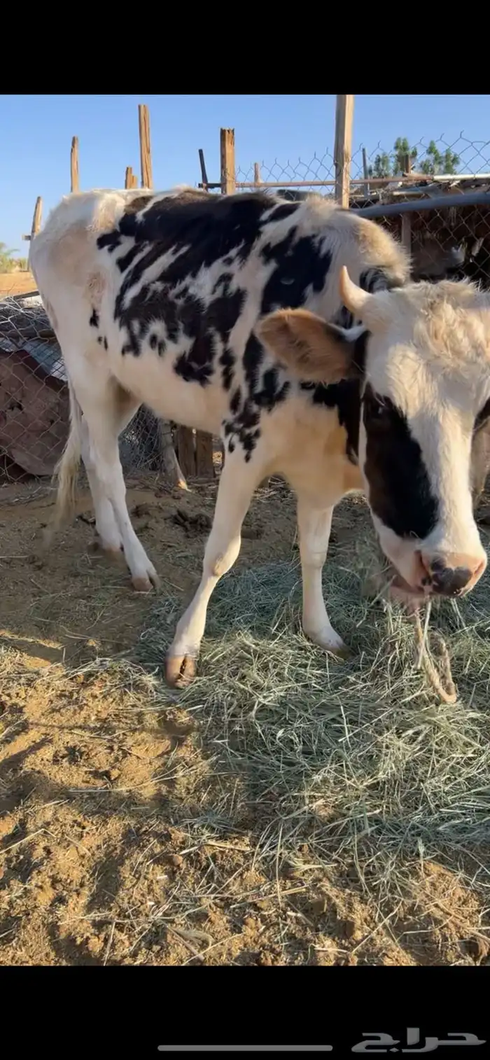 بقره بلديه   بقره بكر المانيه 3