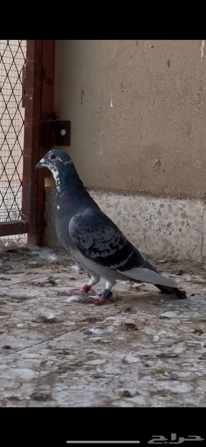 زوج زاجل سباق وذكر زاجل فردي 3