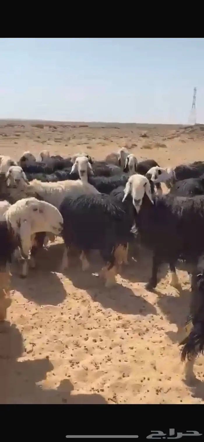 نجد 190 طيبه واشباب مراح واحد 0