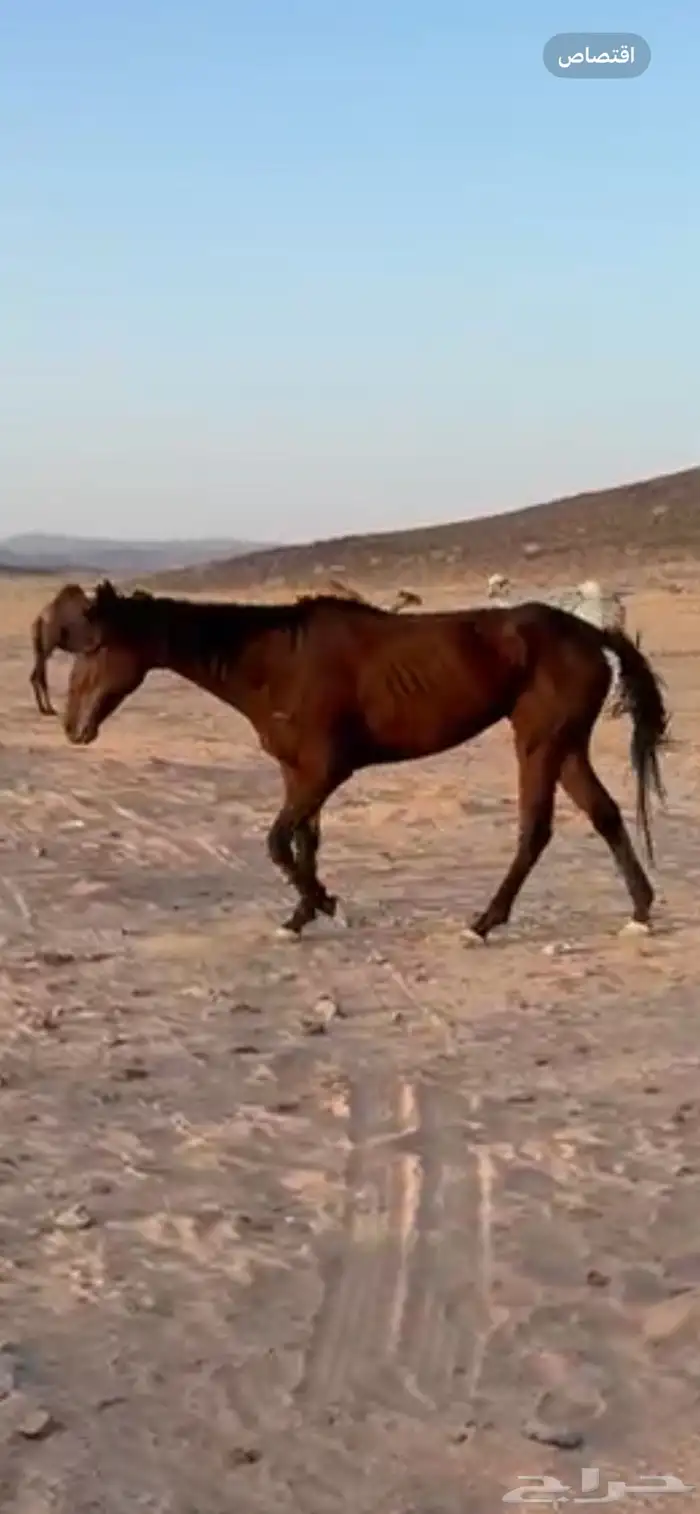 فرس للبيع 0