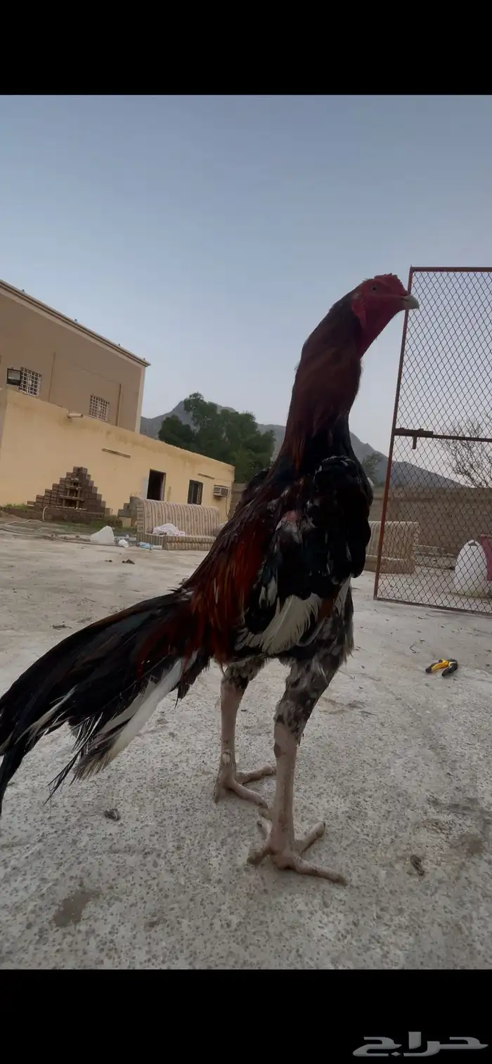 دجاج سندي فاخر 4