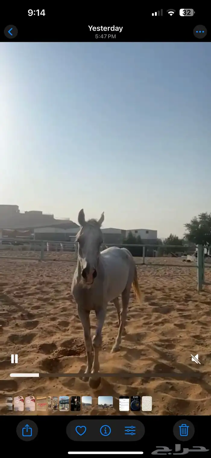 فرس مع المهره 1