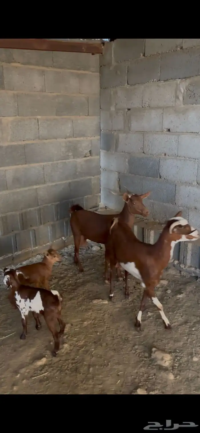 معزا متابيع 0