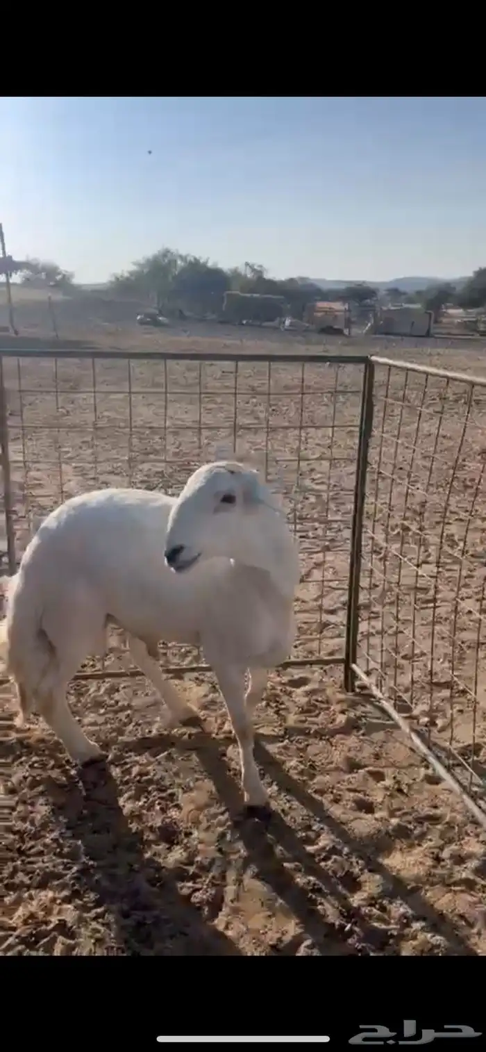 خروف فحل جذع مشروط 2