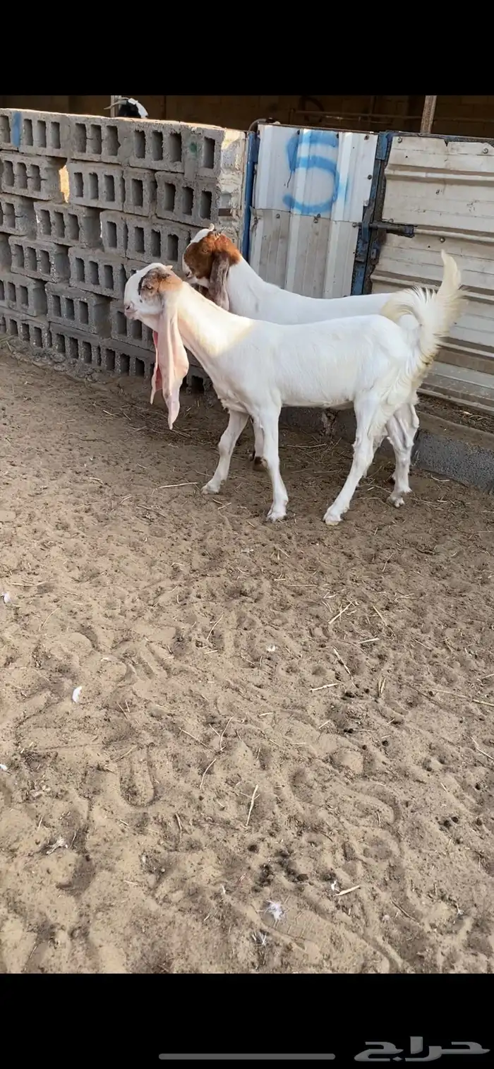 جفار مشاريك 1