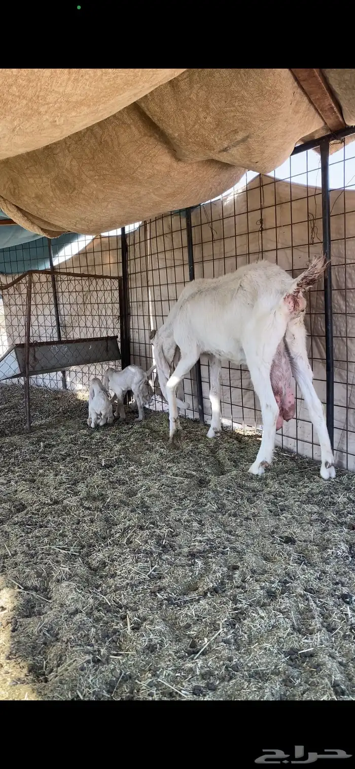 عنز متوم تحتها جفرتين. 4