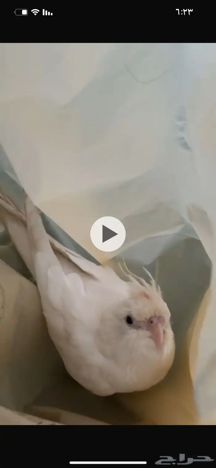 كروان كوكتيل البينو 0