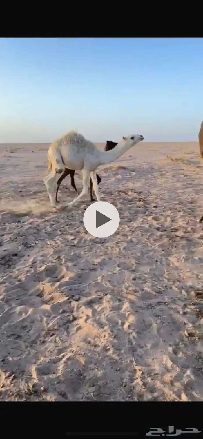 قعود 1