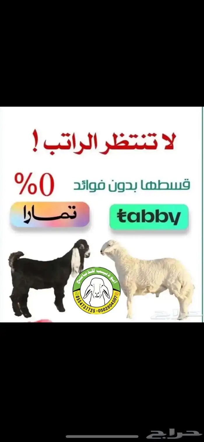 أبو ذيب للذبائح ( يتوفر خدمه تمارا) يتوفر ذبح وتوصيل مجاني 10